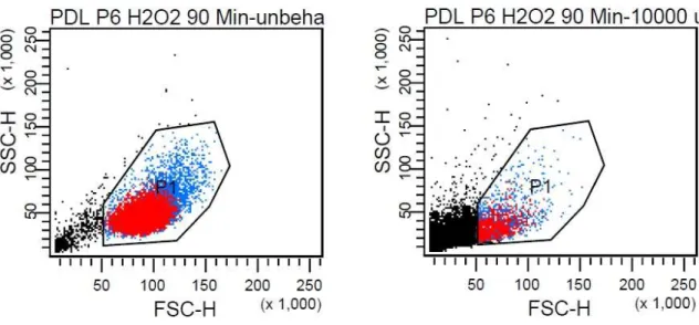 Abb. 4. Vergleich unbehandelte PDL-Zellen / PDL-Zellen nach H 2 O 2 -Exposition (10 mM)  über 90 Minuten