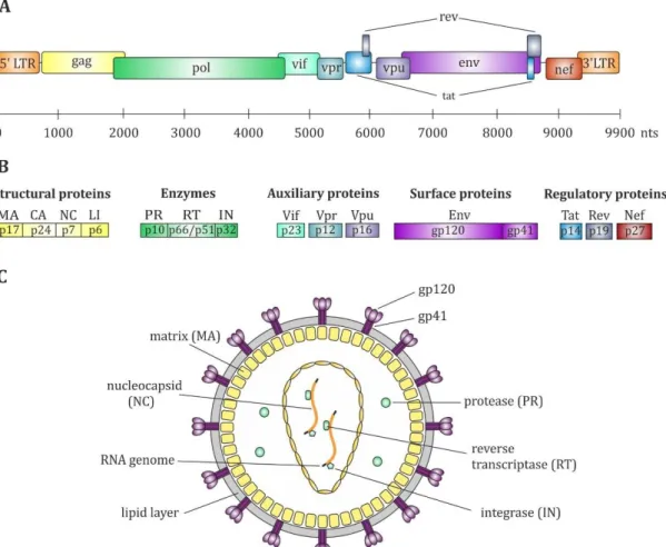 Figure 3 – Genomic organization and structure of HIV. (A) Structure of the RNA genome of HIV-1 that  consists of roughly 10.000 nucleotides (nts)