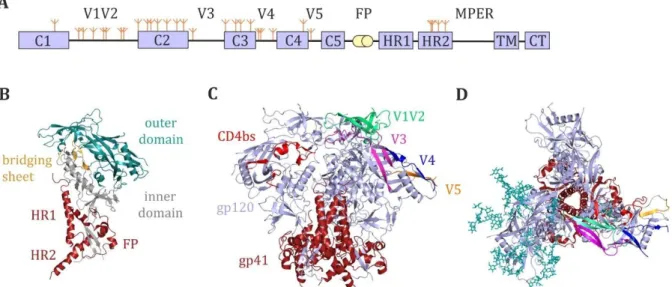 Figure 5 – Structure of the HIV-1 envelope glycoprotein. Structures are based on the BG505 DS SOSIP  trimer  (PDB  5U1F)  (A)  Schematic  representation  of  the  HIV-1  gp160  envelope