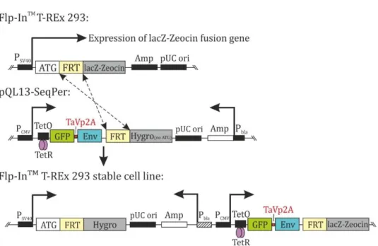 Figure  12  –  Schematic  illustration  of  the  generation  of  stable  cell  lines.  Linearized  genomic  organization  of  Flp-In TM  T-Rex  293  cells  and  the  pQL13  vector  are  shown  before  and  after  stable  integration at Flp Recombination ta