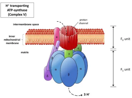 Figure 3 The ATP synthase. The ATP synthase is located at the IMM and consists of two subunits, which are  in  turn built up of several subunits