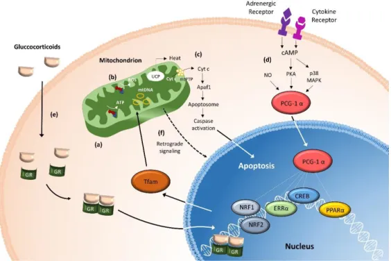 Figure 8 Mitochondrial functions in the stress response. This figure summarizes important mitochondrial functions  including (a) the energy production through OXPHOS, (b) the generation of ROS and (c) the induction of apoptosis  by opening of the mitochond