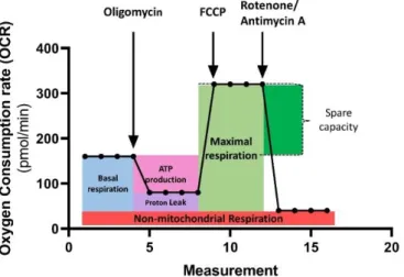 Figure 10 Mito Stress Test in the Seahorse XFp Flux Analyzer. Initially, the basal respiration is measured