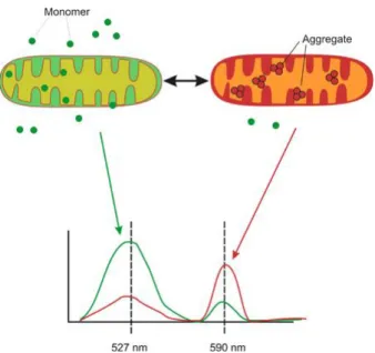 Figure  12  Emission  spectra  of  the  cationic  dye  JC-1.  Depending  on  the  mitochondrial  membrane  potential,  JC-1  dye  is  present  as  monomers  or  forms  aggregates