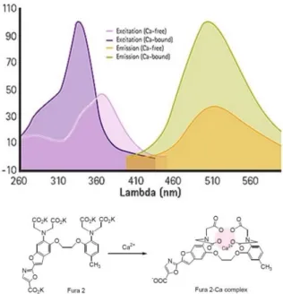 Figure 13. Emission spectra and complex forming of the ratio metric dye Fura-2. In the presence of Ca 2+  Fura-2  forms  a  chelate complex  and changes  its conformation