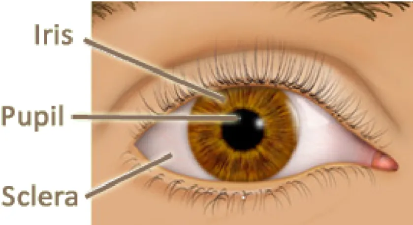Figure 5.1: Sketch showing the eye region with the iris. The pupil is located near the center of the iris