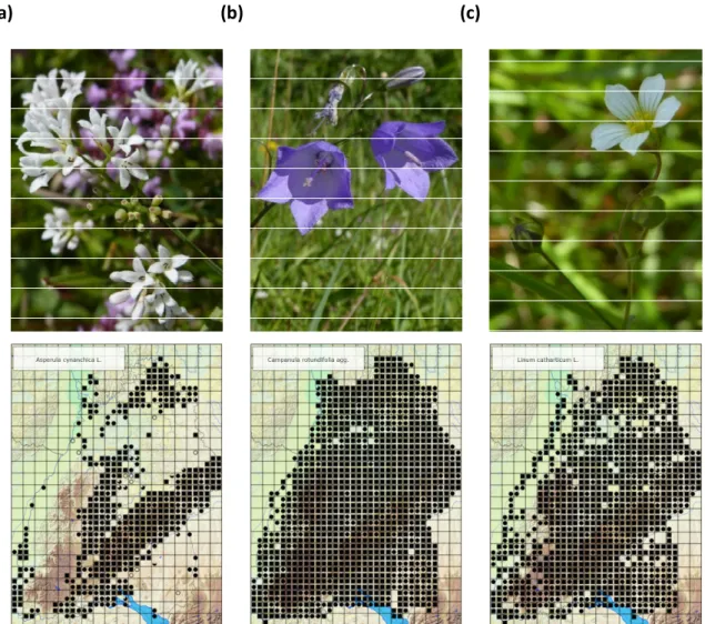 Figure 2.2:  A. cynanchica (a), C. rotundifolia (b), L. catharticum  (c) and their spatial distribution  over Baden-Württemberg