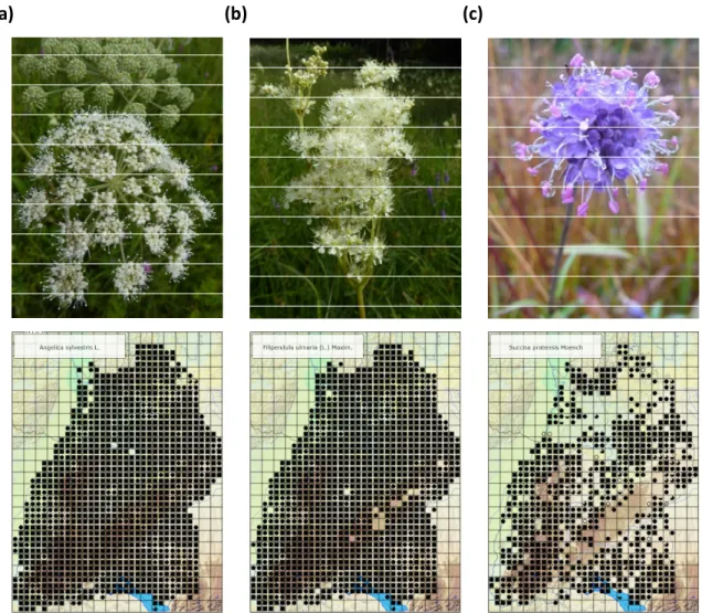 Figure 3.1:  A. sylvestris (a), F. ulmaria (b), S. pratensis (c) and their spatial distribution over Baden- Baden-Württemberg
