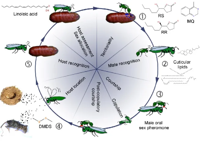 Figure 1 Life cycle of Nasonia with emphasis on the different stages at which semiochemicals are involved