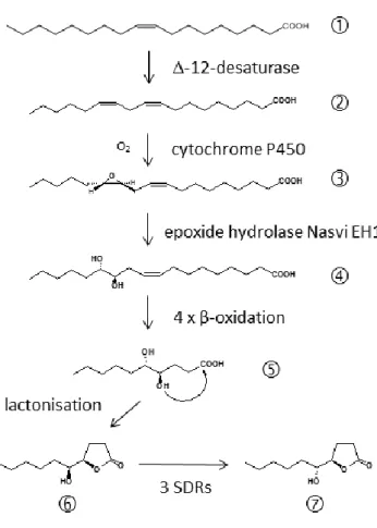 Figure 2 Biosynthetic pathway of the major Nasonia male abdominal sex pheromone component 5-hydroxy-4- 5-hydroxy-4-decanolide  (HDL)