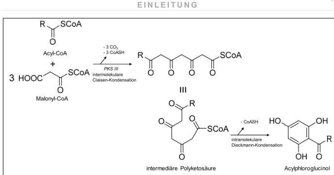 Abbildung 6 Acetat-Malonat-Weg (Polyketidweg): Biosyntheseweg für den Grundkörper der Acylphloroglucinole 