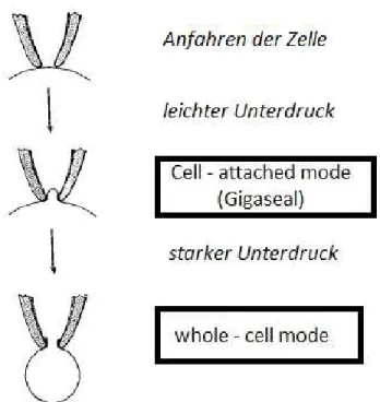 Abbildung 9: Der whole-cell mode 