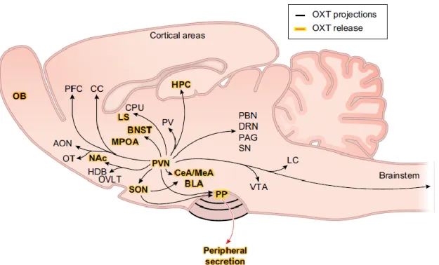 Figure 1.  Projections and release sites of the OXT system in an anatomical scheme of the rat brain (sagittal slice)