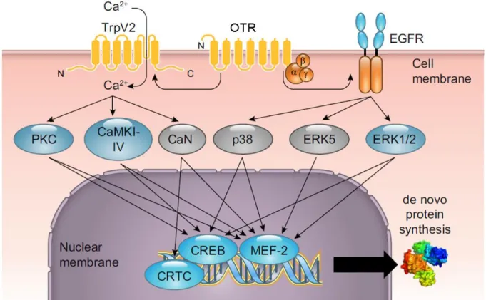 Figure 1. Overview of oxytocin receptor (OTR)-coupled signaling pathways in neurons.  Binding of oxytocin to the  OTR  activates  transient  receptor  potential  vanilloid  type  2  (TRPV2)  channels  and  subsequent  Calcium  (Ca 2+  )-dependent  cascades