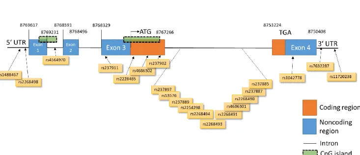 Figure  2.  Overview  of  single  nucleotide  polymorphisms  (SNPs)  in  the  human  oxytocin  receptor  (OTR)  gene  on  chromosome 3 consisting of four exons and three introns