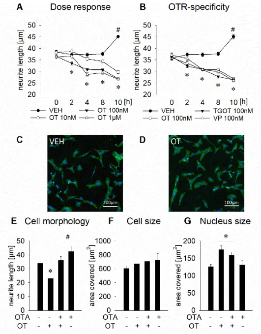 Figure 4. Effects of an OTR activation on neuronal morphology in rat hypothalamic H32 cells