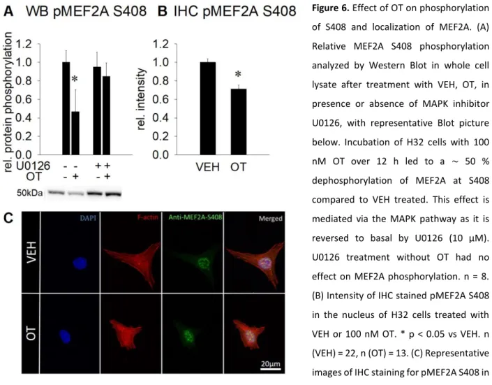 Figure 6. Effect of OT on phosphorylation  of  S408  and  localization  of  MEF2A.  (A)  Relative  MEF2A  S408  phosphorylation  analyzed  by  Western  Blot  in  whole  cell  lysate  after  treatment  with  VEH,  OT,  in  presence  or  absence  of  MAPK  i