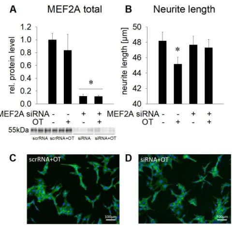 Figure  7.  Effect  of  MEF2A 