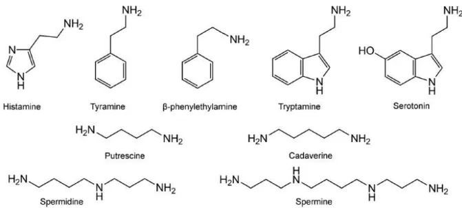 Fig. 1. Molecular structures of main biogenic amines present in food. 