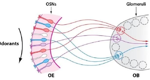 Fig 1. One glomerulus-one receptor rule. Olfactory sensory neurons (OSNs) are located in the olfactory  epithelium  (OE)  and  express  a  single  olfactory  receptor
