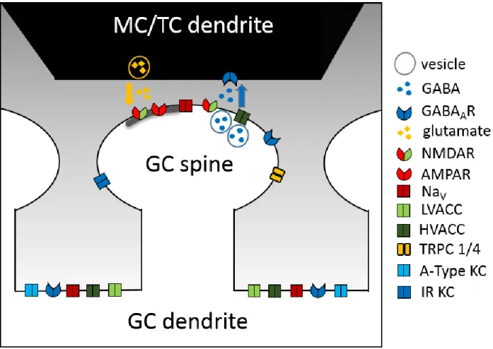 Fig 3. Basic model and ion channel localization of the reciprocal dendrodendritic MC/TC – GC synapse  and GC dendrite