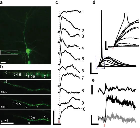 Fig S2. Synaptic integration experiment with a 20× objective lens. 