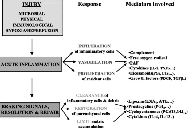 Abbildung 3:Schematisches Diagramm für die akute Entzündungsantwort; Grafik aus  American Journal  of  Physiology - Renal Physiology nach McMahon B &amp; Godson C 2004 (11) 