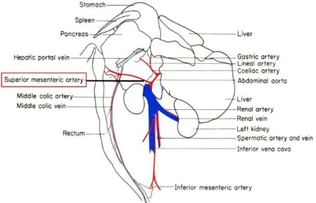 Abbildung  5:  Schemazeichnung  Äste  der  abdominellen Gefäßversorgung;  Grafik  aus  The  Anatomy  of  the  Laboratory Mouse nach Cook MJ 1980 (43)