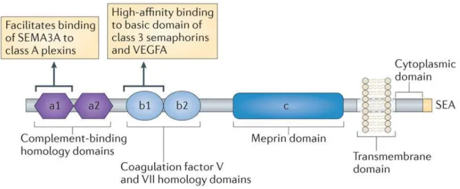 Abbildung  8.  Struktur  und  Bindestellen  von  Neuropilinen.  Neuropiline  besitzen  extrazellulär  zwei  aminoterminale  komplementbindende  Domänen  (a1  und  a2),  zwei  Koagulationsfaktor   FV/FVIII-ähnliche Domänen (b1 und b2) und eine Meprin-Domäne