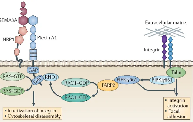 Abbildung 9.  Die Bindung von Sema3A an den NRP1-Plexin A1-Rezeptorkomplex vermindert über  die intrazelluläre Dissoziation von FARP2 und die Hemmung der Kinaseaktivität von PIPKIy661 die  Aktivität der Integrine und wirkt dadurch der fokalen Adhäsion entg