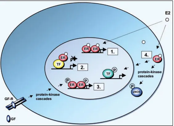 Abbildung 2 Schematische Darstellung der Östrogenrezeptor-Mechanismen 