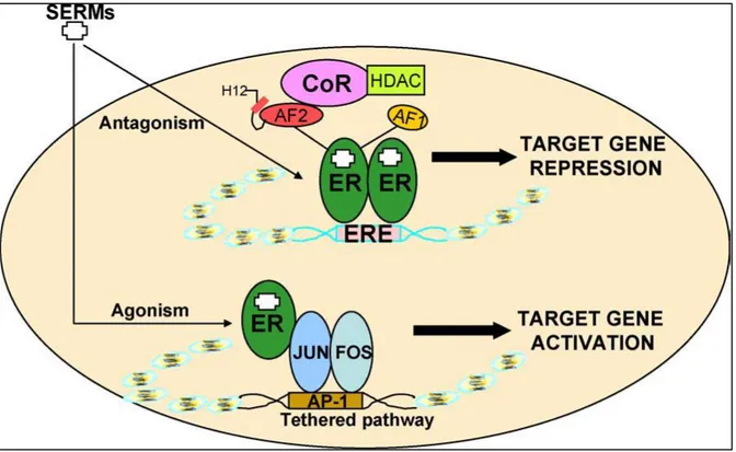 Abbildung  5  Graphische  Darstellung  der  Aktionsmechanismen  von  SERMs  (Tamoxifen  und  Raloxifen)  via  ERE-abhängigen  und  ERE-unabhängigen  (AP-1  gebundenen)  Signalwegen  im  Zielgewebe 
