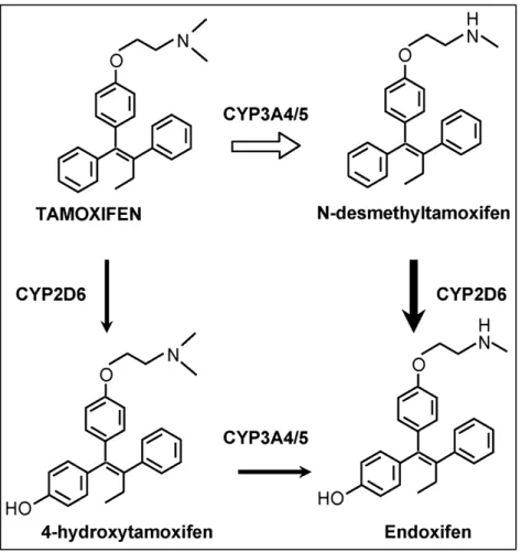 Abbildung  6  Schematische  Darstellung  der  metabolischen  Aktivierung  von  Tamoxifen  zu  phenolischen Metaboliten 