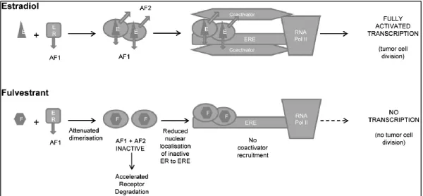 Abbildung 8 Schematische Darstellung der Wirkungsweise von Östradiol und Fulvestrant im Vergleich  (AF1:  activation  function  1;  AF2:  activation  function  2;  E:  estradiol;  ER:  estrogen  receptor;  ERE: 