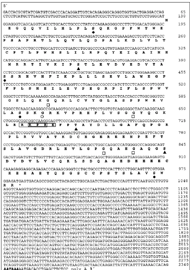 Abbildung 9  Nucleotidsequenz und abgeleitete Aminosäuresequenz der humanen icb-1 cDNA  Raute:  Phosphorylierungsstelle  für  Proteinkinase  C