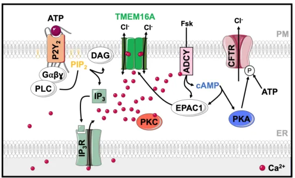 Figure 1.2 | TMEM16A and CFTR are functionally related and interact through EPAC1 and ADCY1