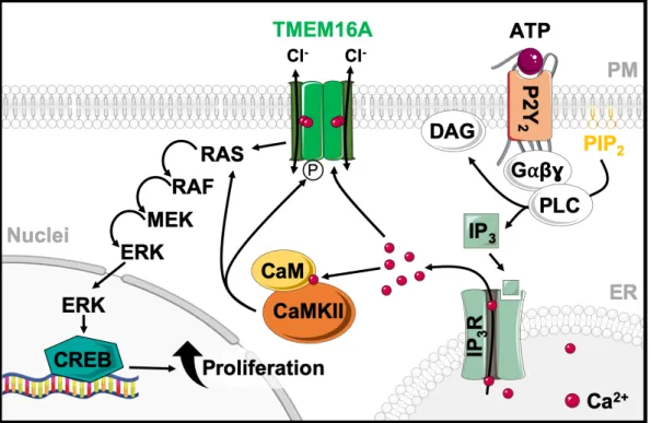 Figure 1.6 | Proposed schematic representation of TMEM16A and CaMKII proliferative activity