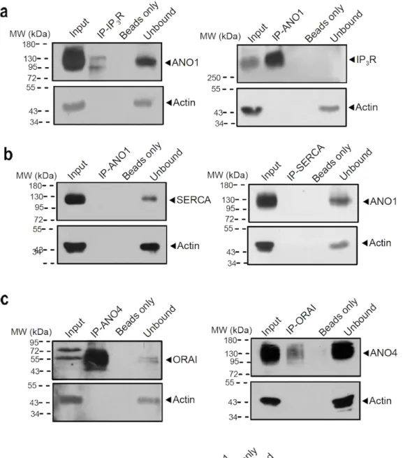 Figure 2.3 | Coimmunoprecipitation of ANO1 and ANO4 with IP 3  receptor and SERCA in HeLa cells