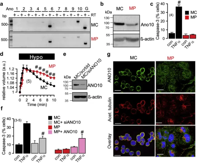 Figure  3.4  |  Reduced  expression  of  Ano10  in  TPH1  macrophages  attenuates  regulatory  volume  decrease and caspase 3 activity