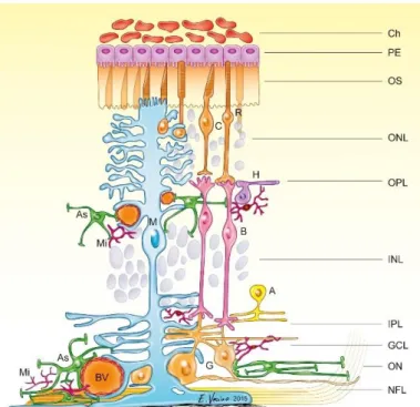 Figure  1  Schematic  structure  of  the  mammalian  retina.  Detailed  schema  is  shown  with  the  layers  beginning  from  the  outermost  side  (PE= 