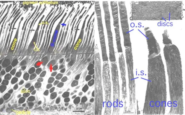 Figure  2  Left.  Semithin  section  of  a  human  retina  illustrating  rod  and  cones,  differentiated  in  short  wavelength  cones  (S-cone,  blue)  and  long  wavelength  cones  (red  arrows)  (Kolb  et  al.,  1995)