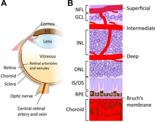 Figure 3 Schematic illustration of the ocular vasculature. A. Drawing showing a sagittal section of an entire  eye B