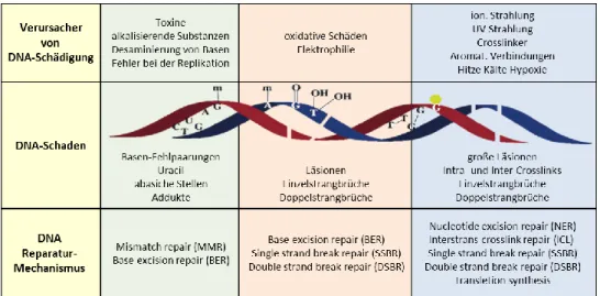 Abbildung 1  Mögliche DNA-Schäden und dafür bekannte DNA-Reparaturmechanismen. Modifiziert nach (34).