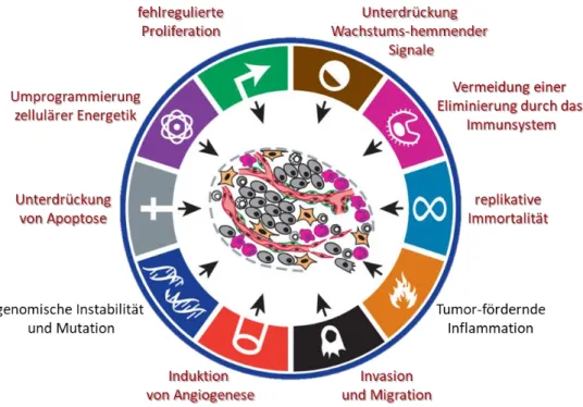 Abbildung 6  Hallmarks of Cancer von Hanahan und Weinberg. Modifiziert nach (74). 