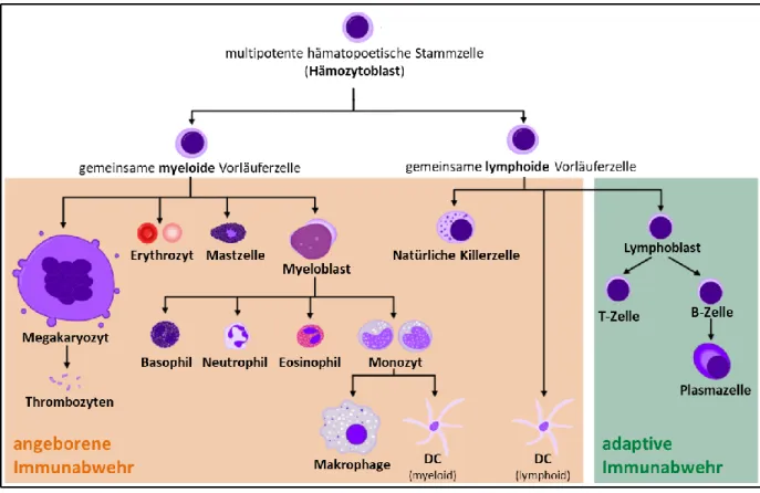 Abbildung 7  Übersicht über die Hauptbestandteile des Immunsystems und ihrer Abstammung, unterteilt in angeborene und  adaptive Immunabwehr