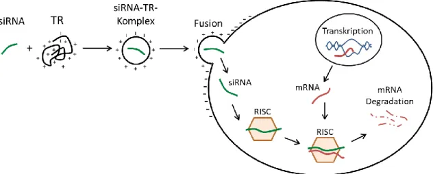 Abbildung  19    Schematische  Darstellung  der  siRNA  Transfektion.  RNA  ist  ein  hydrophiles  Molekül,  das  die  hydrophobe  Zellmembran  unter  normalen  Umständen  nicht  passieren  kann