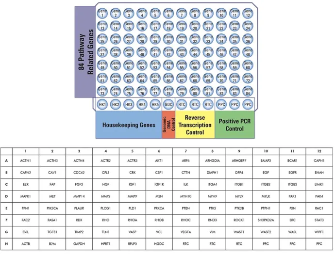 Abbildung 24  Allgemeines und spezifisches Platten-Layout des Human Cell Motility RT 2  Profile PCR-Arrays (204)