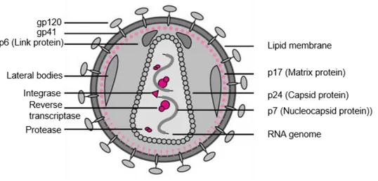 Figure C-2: Schematic structure of an HIV particle (modified after [10]) 