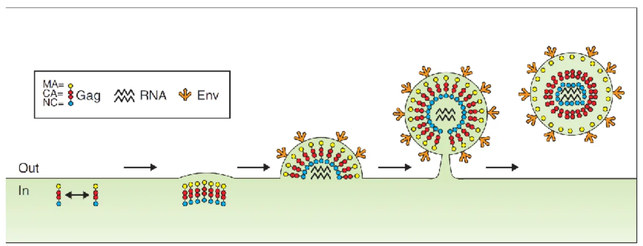 Figure C-5: Schematic overview of the budding process of HIV-1 mediated by Gag (from [33]) 
