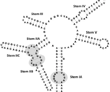 Figure C-6: Five stem model of the Rev-responsive element from [34]:  